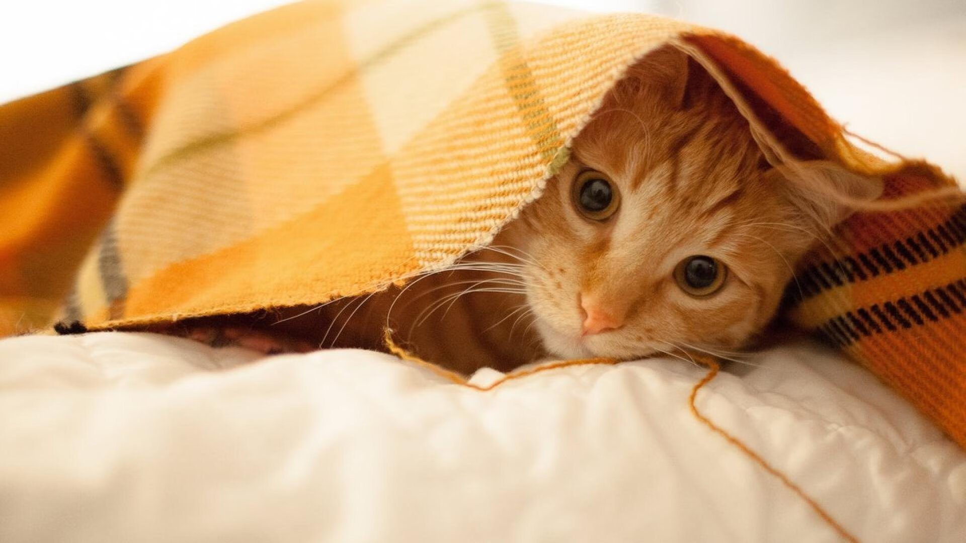 高职院校体育人才培养目标与产业需求匹配分析,我国体育人才的培养模式