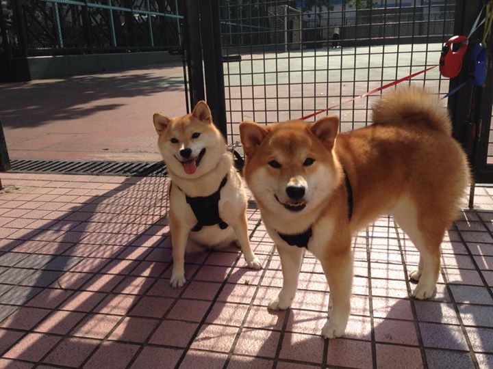 开云体育官网在线-加拿大队在国际乒联混合团体世界杯中的突出表现和技术突破，加拿大代表队乒乓球