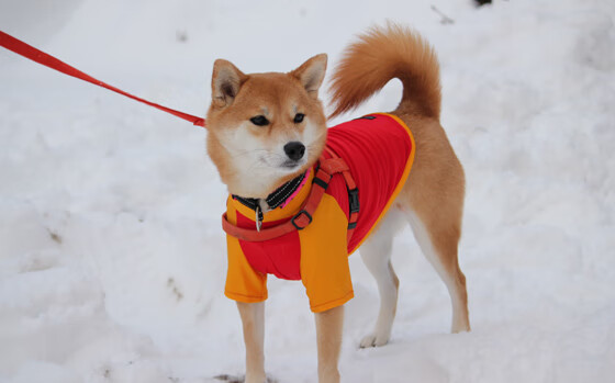 基层足球场地不足制约发展速度,足球场地建设情况汇报材料