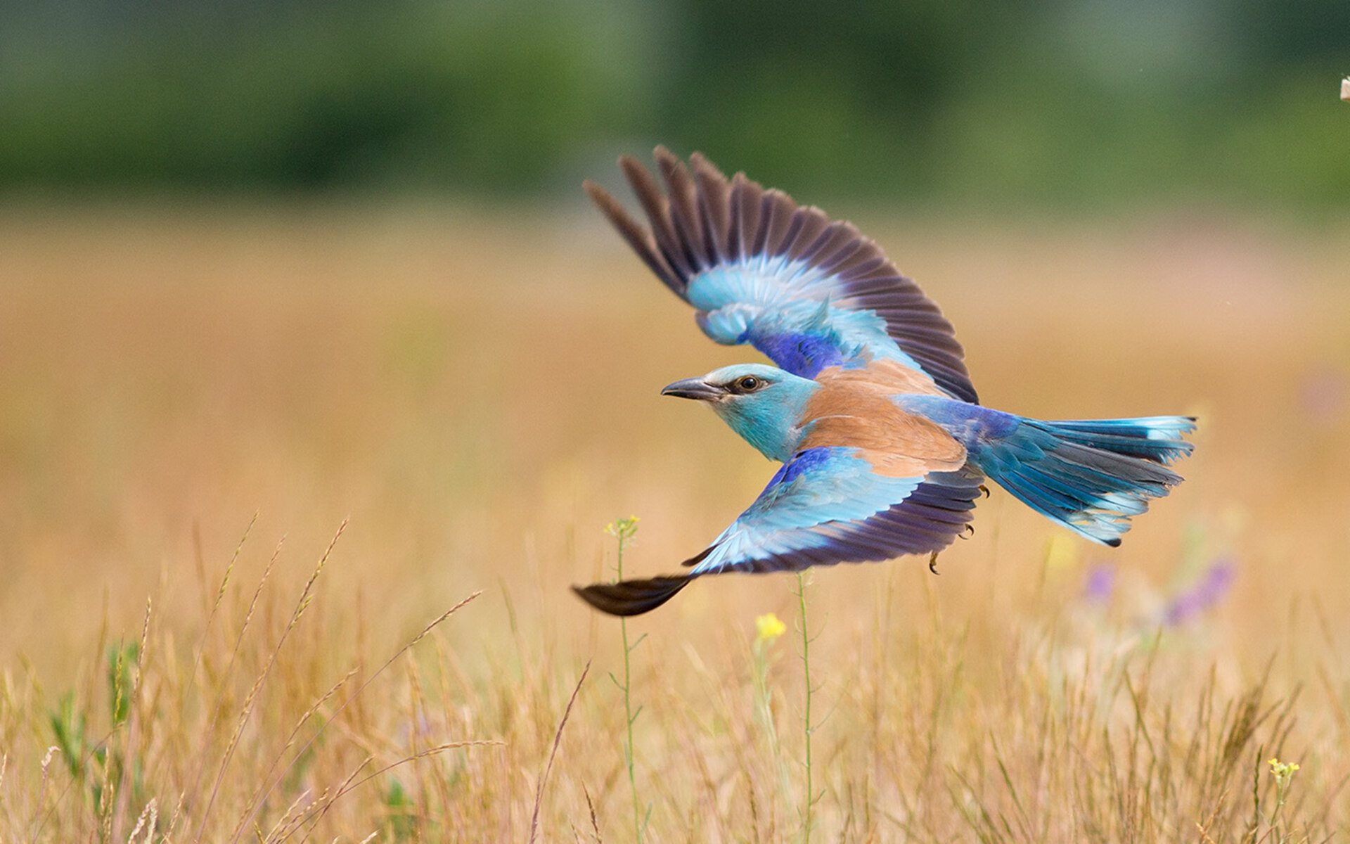奥预赛中国女足惨败 战术复盘成为焦点,中国女足奥预赛战绩