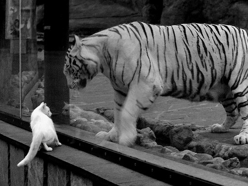 开运体育电脑版-球员家庭支持体系被关注背后故事引发共鸣，家庭球队