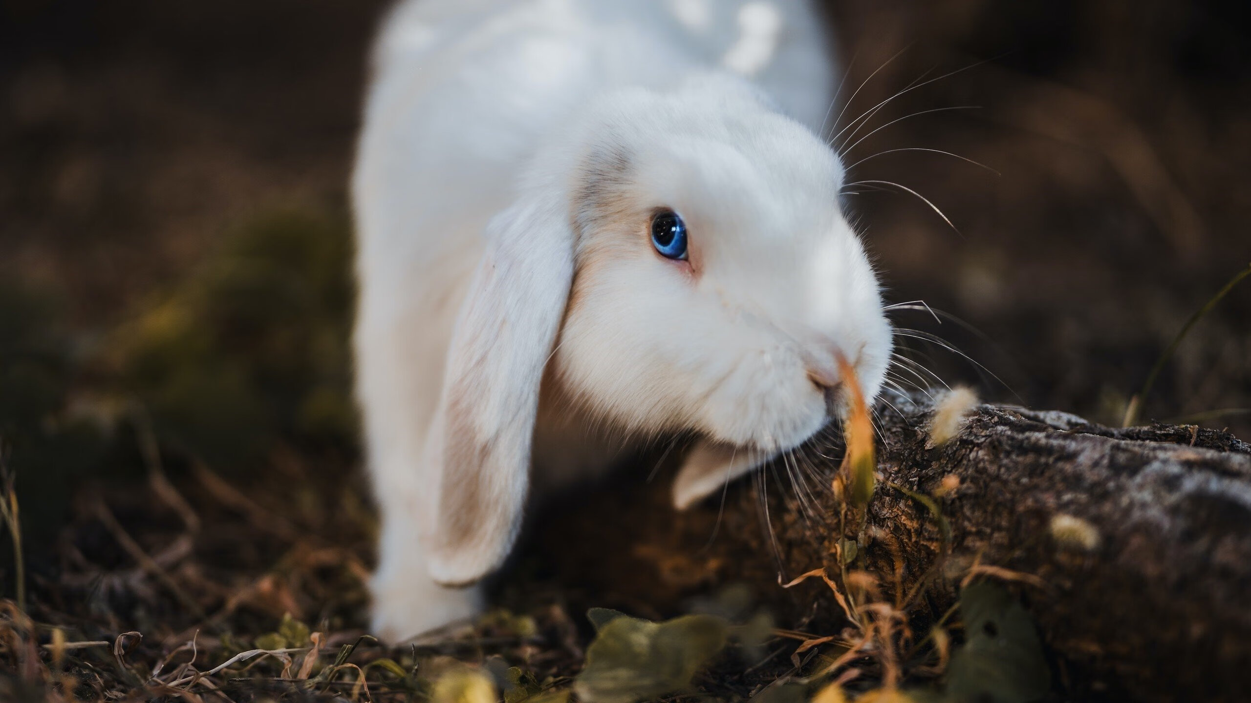 自由泳决赛澳洲三人入围 中国一人抢眼,澳大利亚200米自由泳冠军