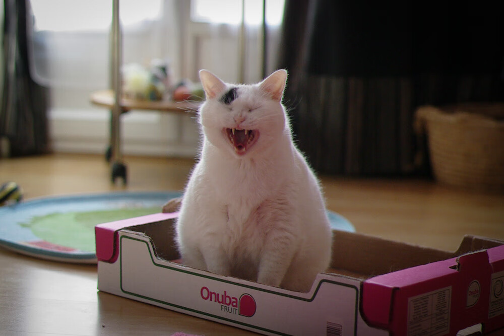 花滑名将金博洋复出首战即夺金,金博洋 花滑