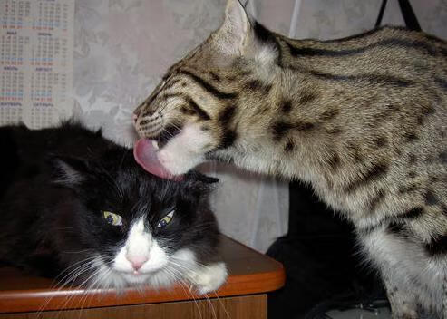 森林狼助教在训练中亲自示范战术跑位,森林狼训练营