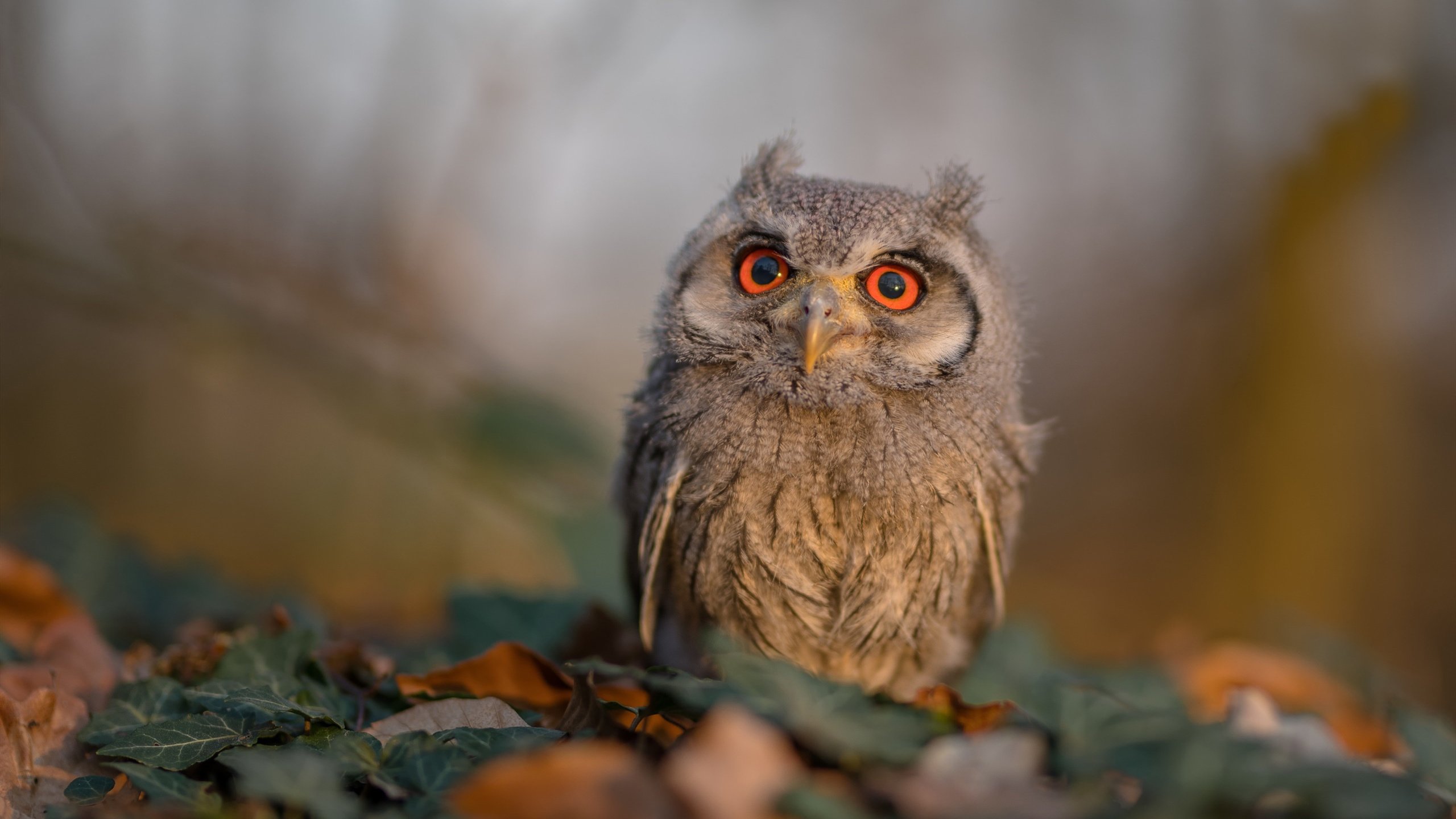 职业联赛通过公益足球活动提升社会责任感形象，公益足球培训